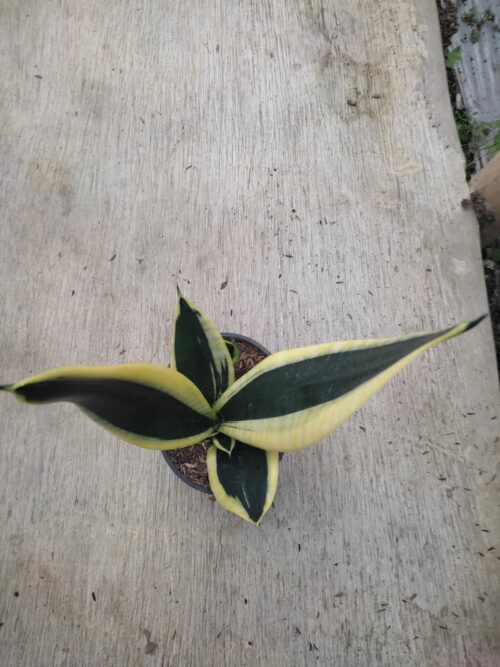 Sansevieria Serii Black and Gold, real gallery image #2 plants. Picture taken directly from kaktus.id community Sansevieria farmer green houses.