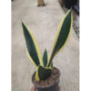 Sansevieria Serii Black and Gold, real feature image plant. Picture taken directly from kaktus.id community Sansevieria farmer green houses.