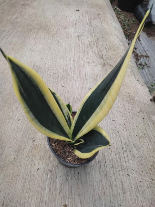 Sansevieria Serii Black and Gold, real gallery image #1 plants. Picture taken directly from kaktus.id community Sansevieria farmer green houses.