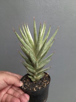 Sansevieria Francisii Gracilis White Variegated, real gallery image #4 plants. Picture taken directly from kaktus.id community Sansevieria farmer green houses.