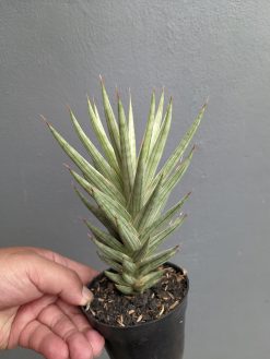 Sansevieria Francisii Gracilis White Variegated, real gallery image #5 plants. Picture taken directly from kaktus.id community Sansevieria farmer green houses.