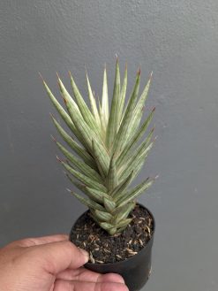 Sansevieria Francisii Gracilis White Variegated, real gallery image #6 plants. Picture taken directly from kaktus.id community Sansevieria farmer green houses.