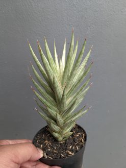 Sansevieria Francisii Gracilis White Variegated, real gallery image #7 plants. Picture taken directly from kaktus.id community Sansevieria farmer green houses.