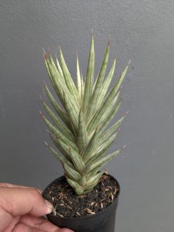 Sansevieria Francisii Gracilis White Variegated, real gallery image #8 plants. Picture taken directly from kaktus.id community Sansevieria farmer green houses.