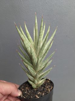 Sansevieria Francisii Gracilis White Variegated, real gallery image #9 plants. Picture taken directly from kaktus.id community Sansevieria farmer green houses.