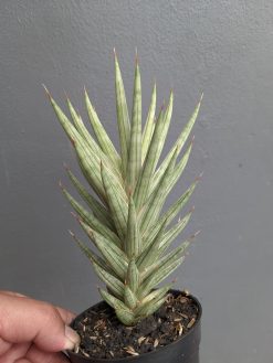 Sansevieria Francisii Gracilis White Variegated, real gallery image #10 plants. Picture taken directly from kaktus.id community Sansevieria farmer green houses.