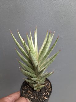 Sansevieria Francisii Gracilis White Variegated, real gallery image #11 plants. Picture taken directly from kaktus.id community Sansevieria farmer green houses.