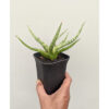Sansevieria Rudal, real feature image plant. Picture taken directly from kaktus.id community Sansevieria farmer green houses.