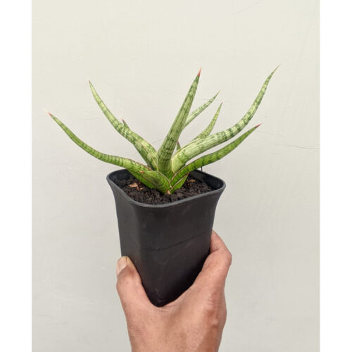 1141. Sansevieria Rudal