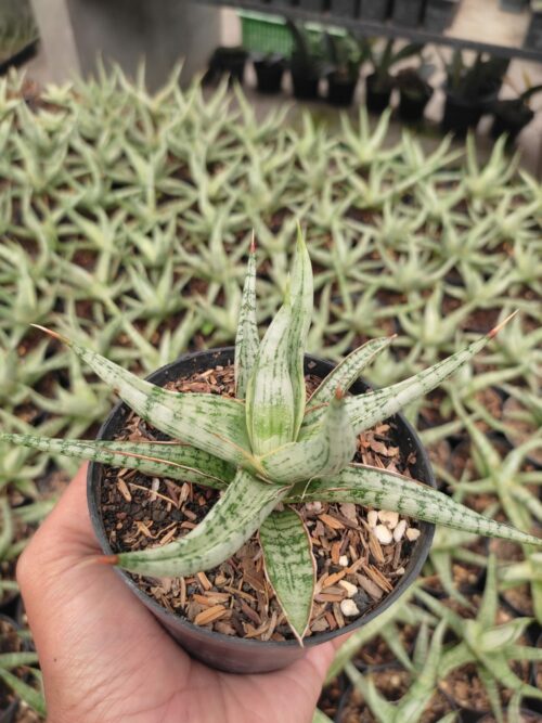 Sansevieria Rudal, real gallery image #1 plants. Picture taken directly from kaktus.id community Sansevieria farmer green houses.