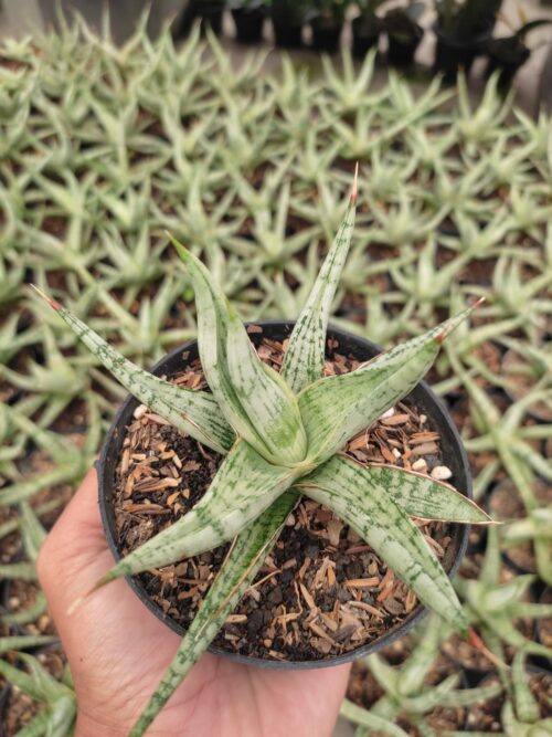 Sansevieria Rudal, real gallery image #2 plants. Picture taken directly from kaktus.id community Sansevieria farmer green houses.