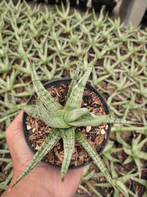 Sansevieria Rudal, real gallery image #3 plants. Picture taken directly from kaktus.id community Sansevieria farmer green houses.