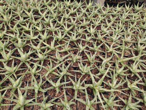 Sansevieria Rudal, real gallery image #4 plants. Picture taken directly from kaktus.id community Sansevieria farmer green houses.