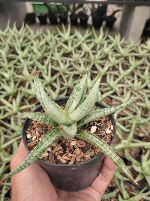 Sansevieria Rudal, real gallery image #5 plants. Picture taken directly from kaktus.id community Sansevieria farmer green houses.