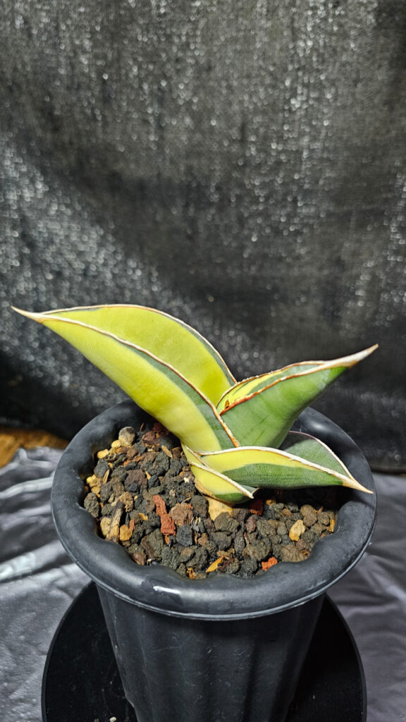 kaktus.id