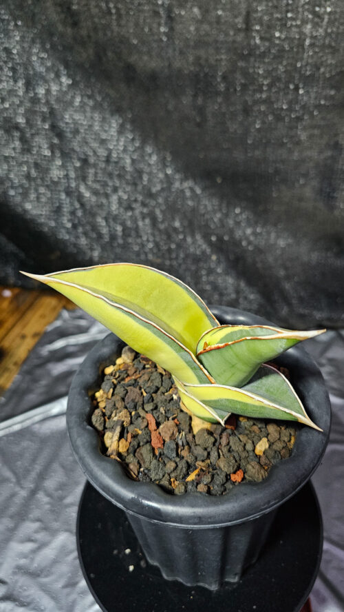 Sansevieria Banana Short Variegated, real gallery image #5 plants. Picture taken directly from kaktus.id community Sansevieria farmer green houses.