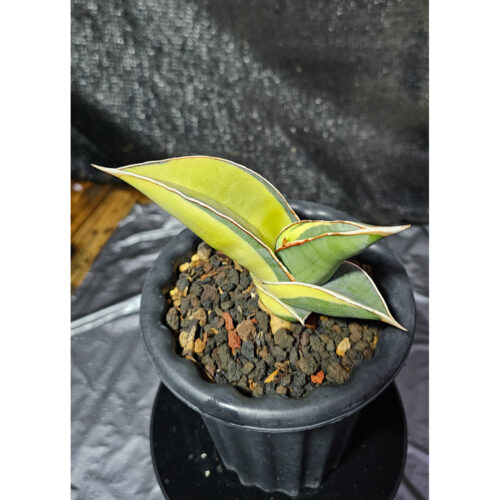 1164. Sansevieria Banana Short Variegated