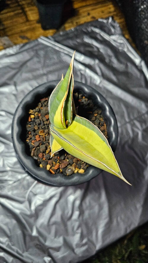 Sansevieria Banana Short Variegated, real gallery image #7 plants. Picture taken directly from kaktus.id community Sansevieria farmer green houses.