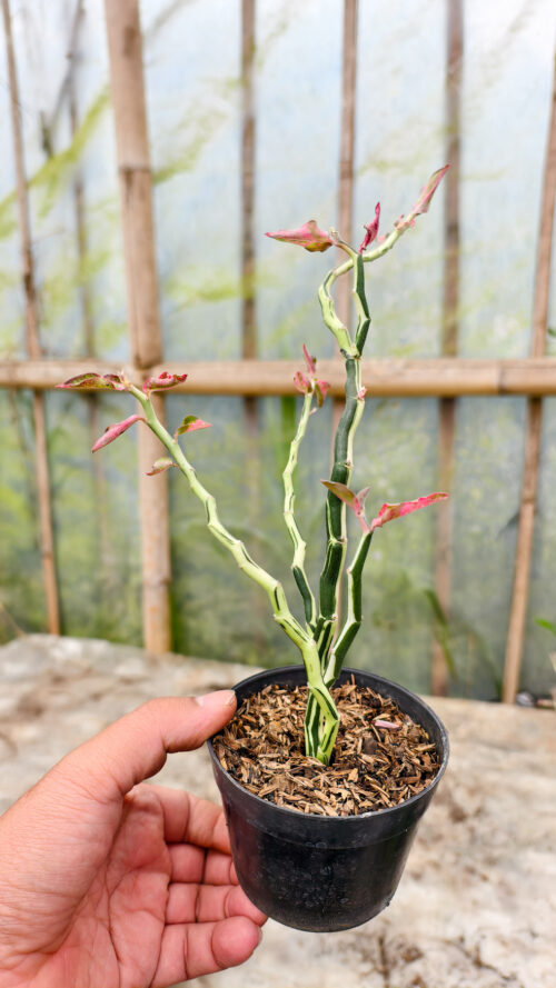 Euphorbia Pedhilantus Variegated, real gallery image #8 plants. Picture taken directly from kaktus.id community Euphorbia farmer green houses.