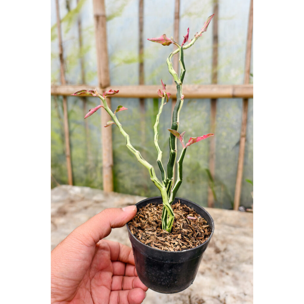 kaktus.id