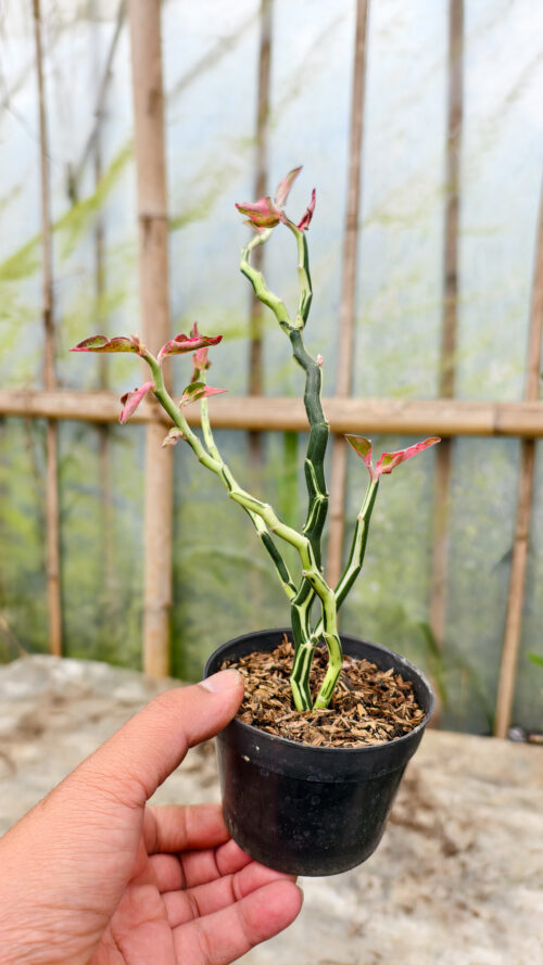 Euphorbia Pedhilantus Variegated, real gallery image #10 plants. Picture taken directly from kaktus.id community Euphorbia farmer green houses.