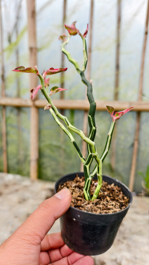 Euphorbia Pedhilantus Variegated, real gallery image #12 plants. Picture taken directly from kaktus.id community Euphorbia farmer green houses.