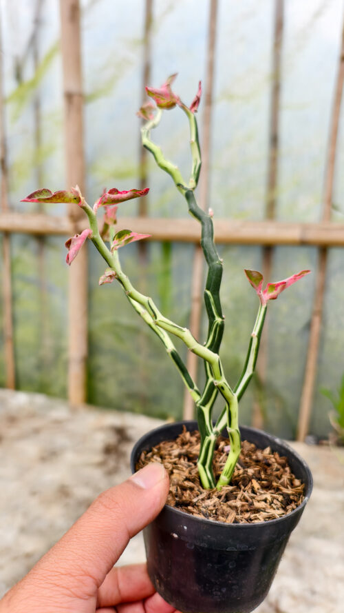 Euphorbia Pedhilantus Variegated, real gallery image #14 plants. Picture taken directly from kaktus.id community Euphorbia farmer green houses.