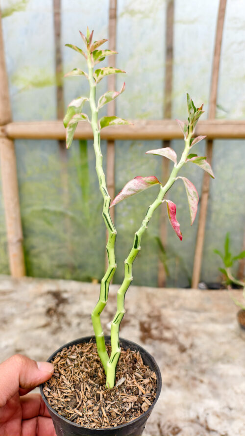 Euphorbia Pedhilantus Variegated, real gallery image #11 plants. Picture taken directly from kaktus.id community Euphorbia farmer green houses.