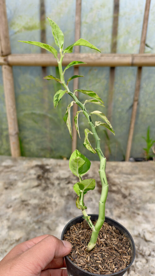 Euphorbia Pedhilantus Variegated, real gallery image #4 plants. Picture taken directly from kaktus.id community Euphorbia farmer green houses.