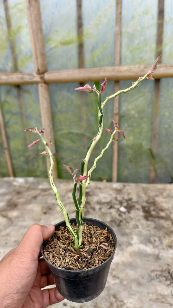 kaktus.id
