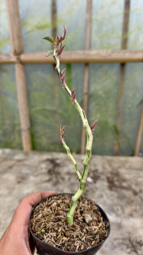 Euphorbia Pedhilantus Variegated, real gallery image #7 plants. Picture taken directly from kaktus.id community Euphorbia farmer green houses.