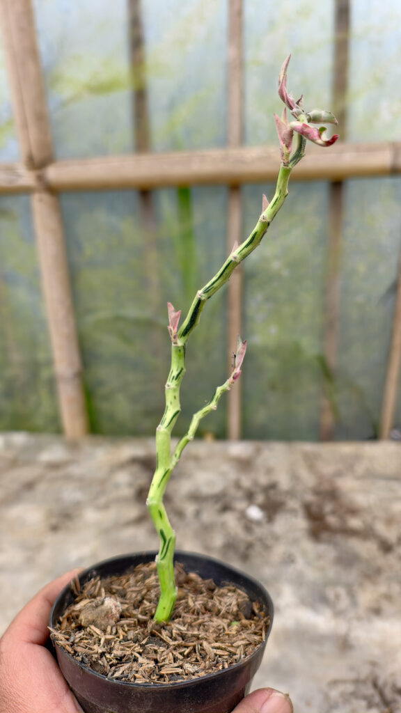 kaktus.id
