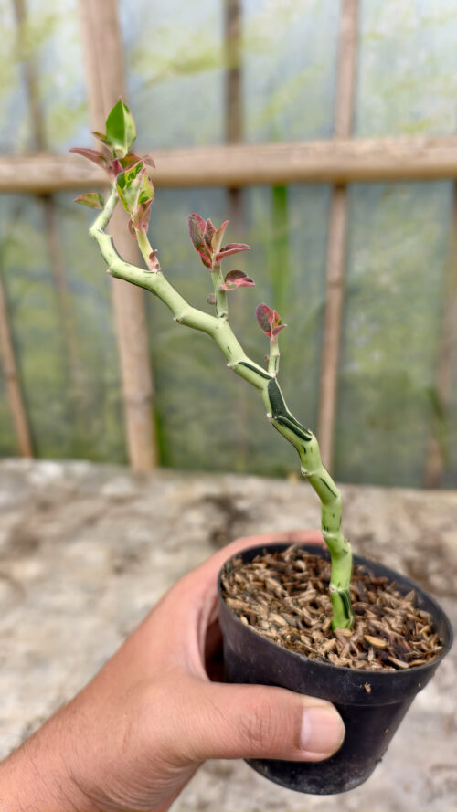 Euphorbia Pedhilantus Variegated, real gallery image #13 plants. Picture taken directly from kaktus.id community Euphorbia farmer green houses.