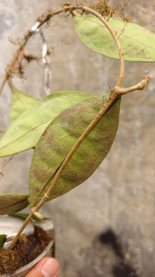 Hoya Aff Lambii, real gallery image #2 plants. Picture taken directly from kaktus.id community Hoya farmer green houses.