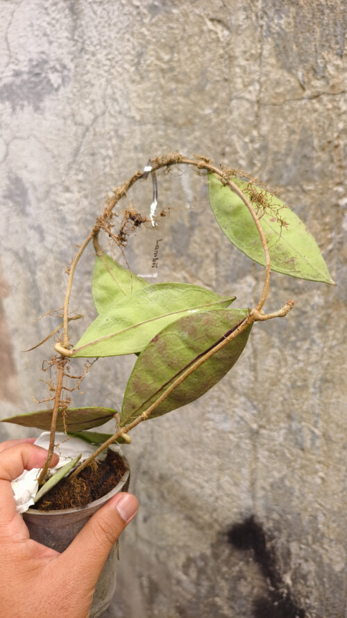 Hoya Aff Lambii, real gallery image #4 plants. Picture taken directly from kaktus.id community Hoya farmer green houses.