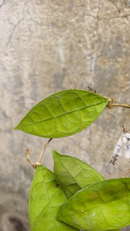 Hoya Aff Lambii, real gallery image #1 plants. Picture taken directly from kaktus.id community Hoya farmer green houses.