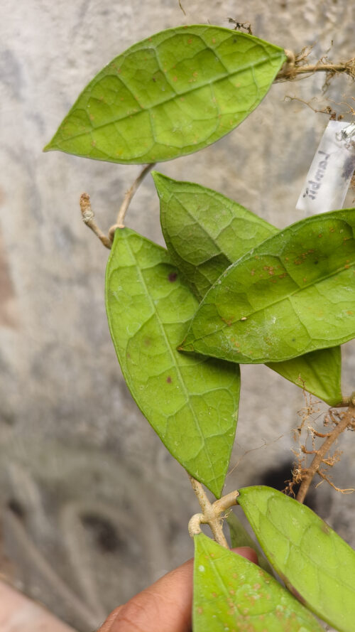 Hoya Aff Lambii, real gallery image #5 plants. Picture taken directly from kaktus.id community Hoya farmer green houses.