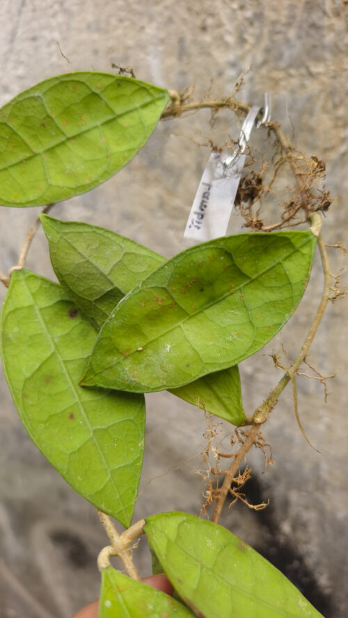 Hoya Aff Lambii, real gallery image #6 plants. Picture taken directly from kaktus.id community Hoya farmer green houses.