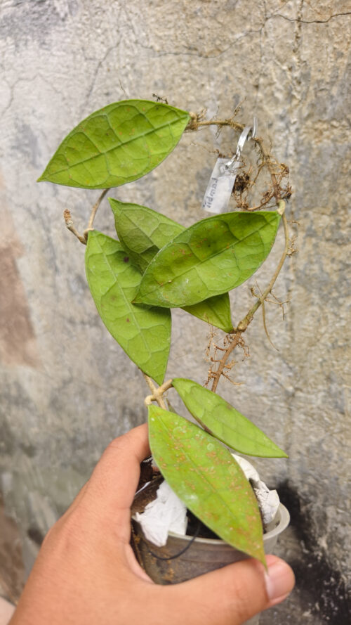 Hoya Aff Lambii, real gallery image #7 plants. Picture taken directly from kaktus.id community Hoya farmer green houses.