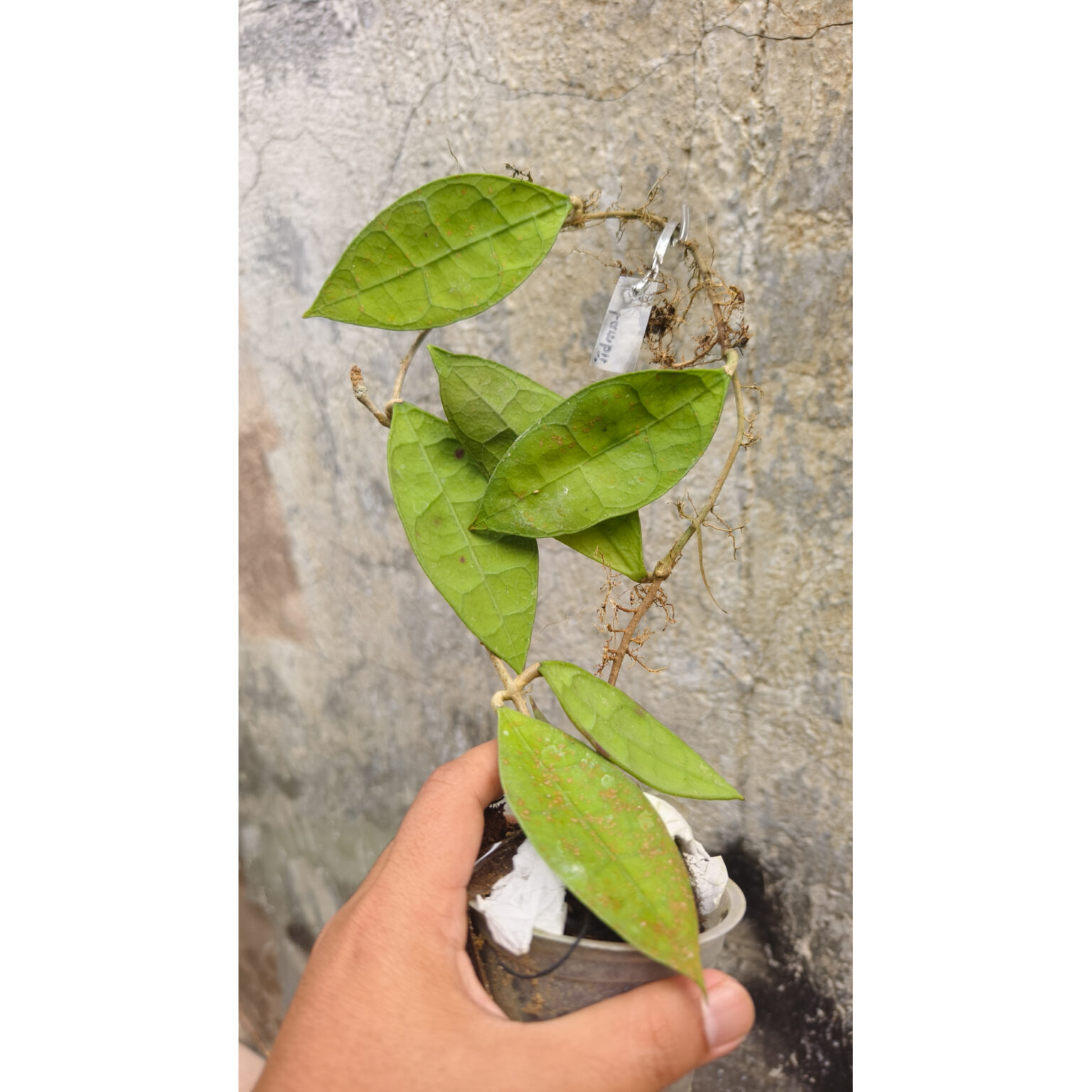 Hoya Aff Lambii, real feature image plant. Picture taken directly from kaktus.id community Hoya farmer green houses.