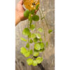 Dischidia Tonsuensis, real feature image plant. Picture taken directly from kaktus.id community Dischidia farmer green houses.