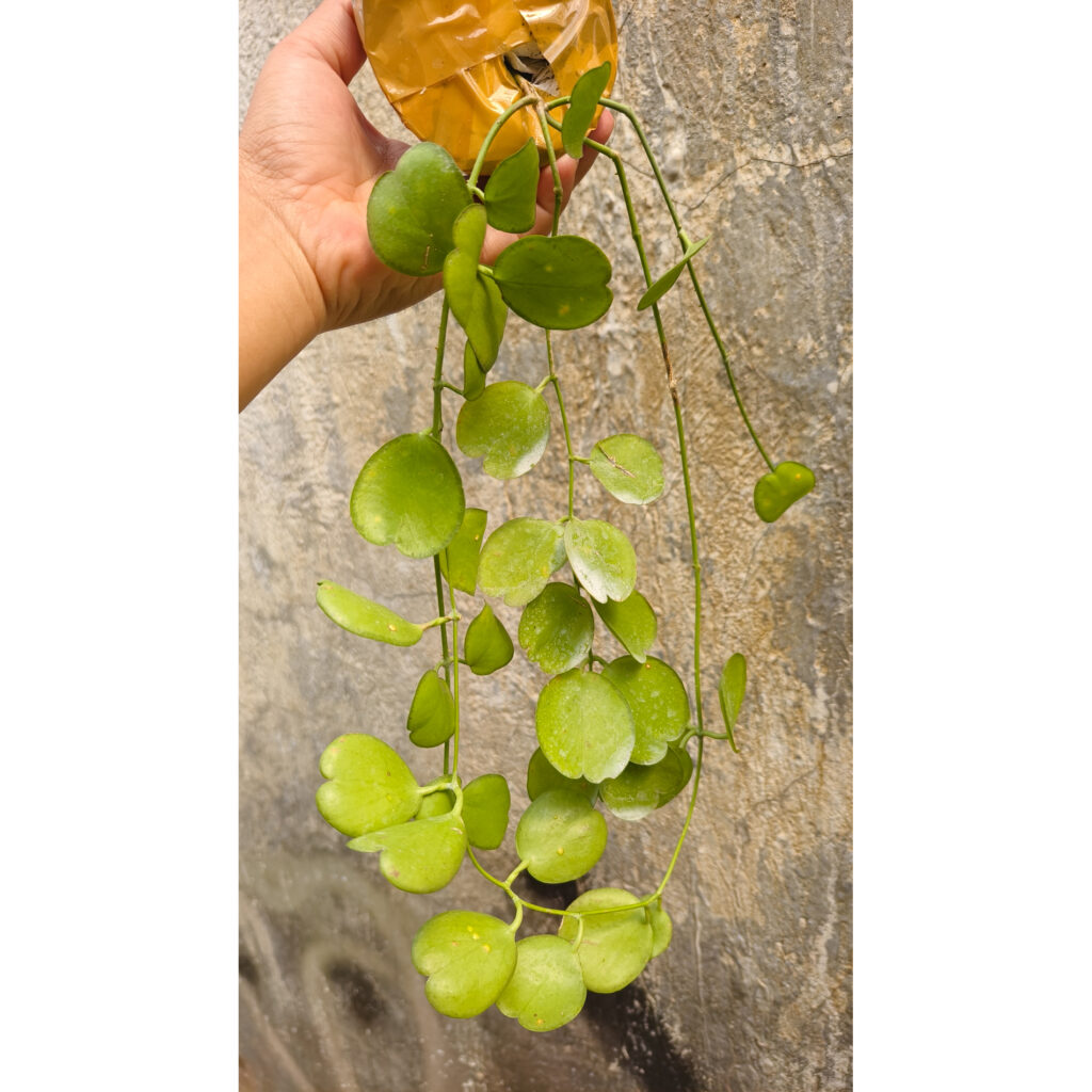 kaktus.id