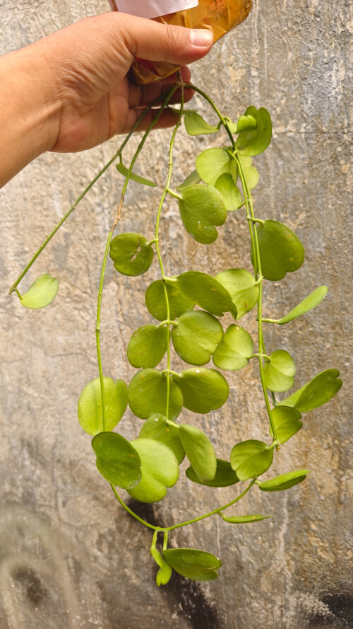 Dischidia Tonsuensis, real gallery image #2 plants. Picture taken directly from kaktus.id community Dischidia farmer green houses.
