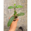Hoya Decipulae, real feature image plant. Picture taken directly from kaktus.id community Hoya farmer green houses.