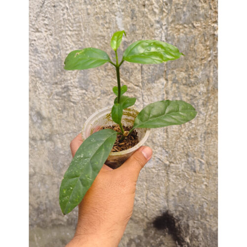 1232. Hoya Decipulae