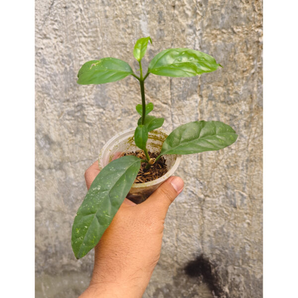 1232. Hoya Decipulae