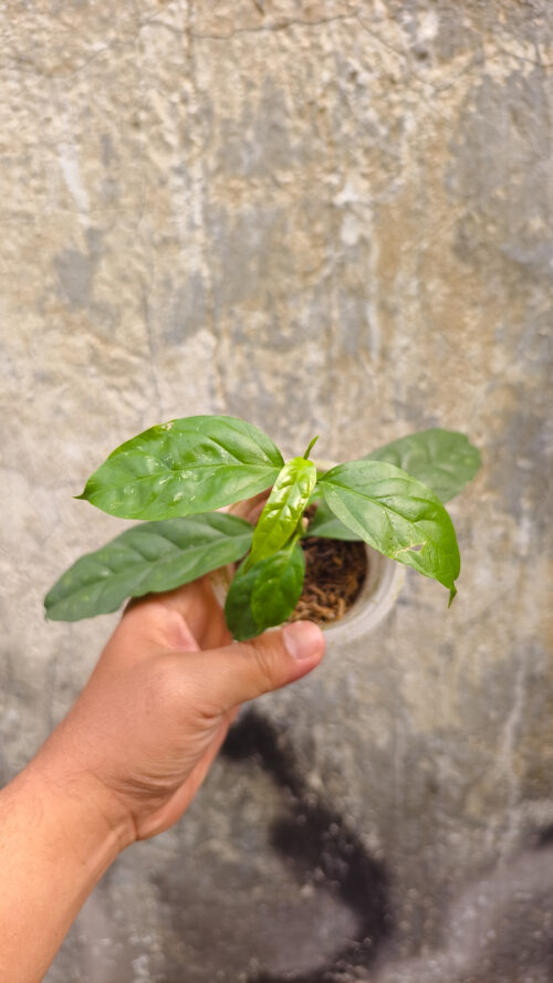 Hoya Decipulae, real gallery image #7 plants. Picture taken directly from kaktus.id community Hoya farmer green houses.