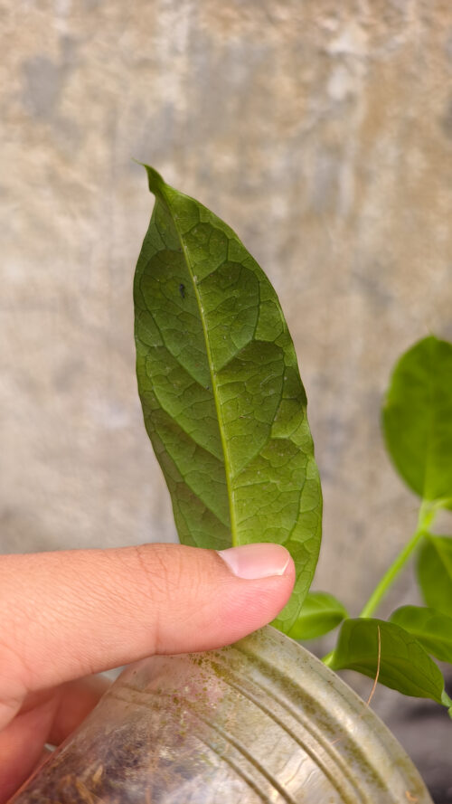 Hoya Decipulae, real gallery image #3 plants. Picture taken directly from kaktus.id community Hoya farmer green houses.