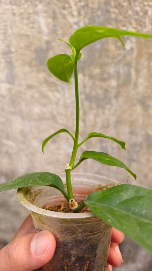 Hoya Decipulae, real gallery image #5 plants. Picture taken directly from kaktus.id community Hoya farmer green houses.