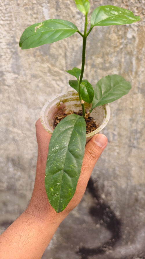 Hoya Decipulae, real gallery image #2 plants. Picture taken directly from kaktus.id community Hoya farmer green houses.